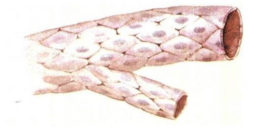 Squamous epithelial cells
