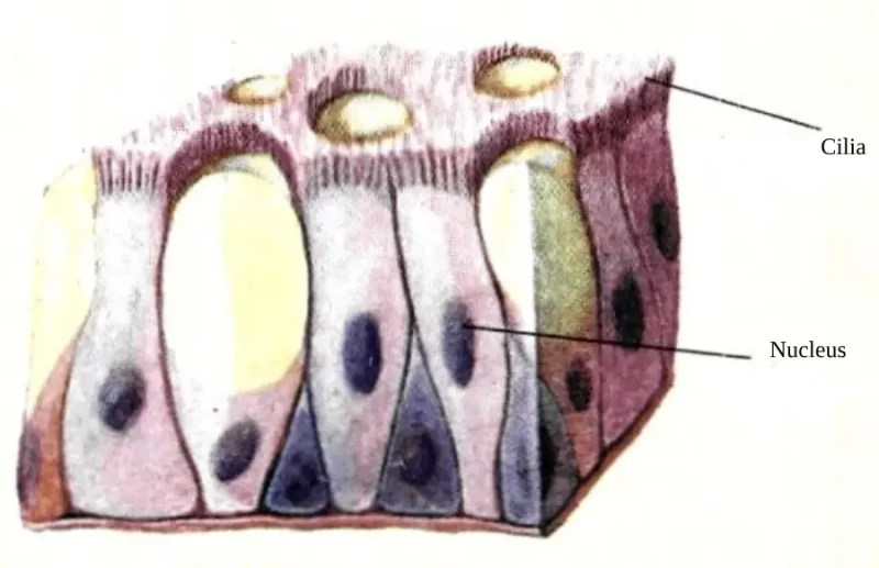 Ciliated epithelial tissue