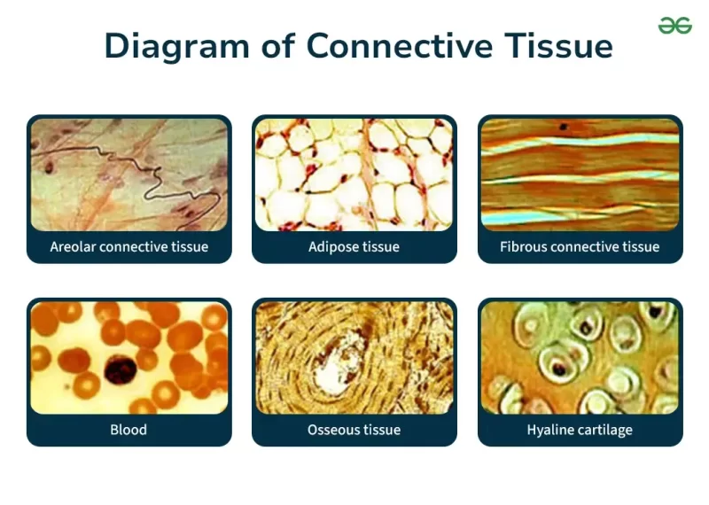 Connective Tissue