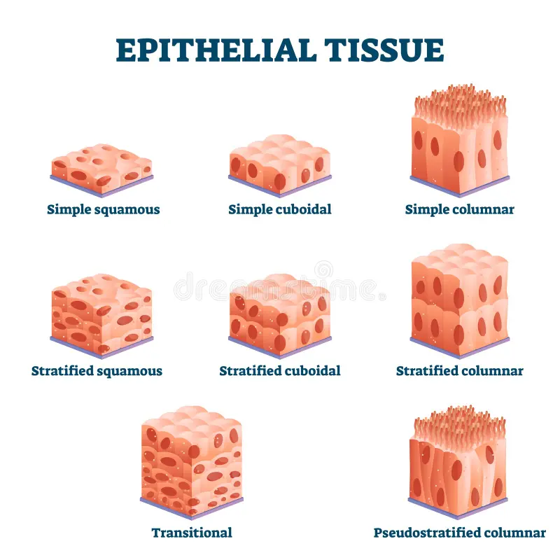 Epithelial Tissue