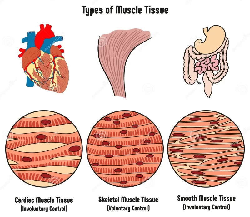 Muscle Tissue