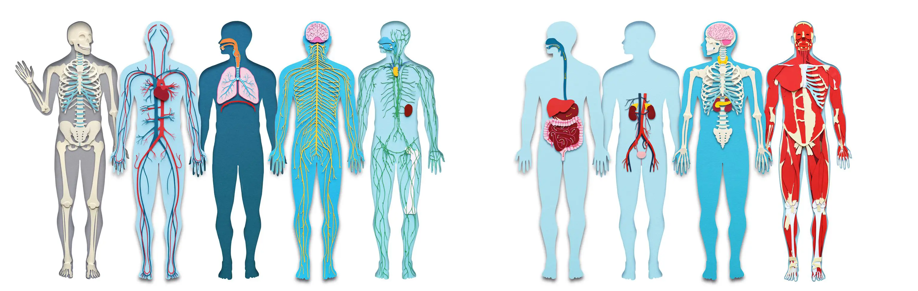 Chapter 1: Systems of the Human Body