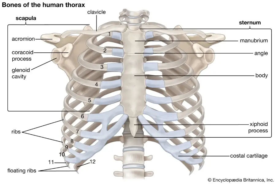 The Human Thorax: Structure, Function, and Clinical Relevance