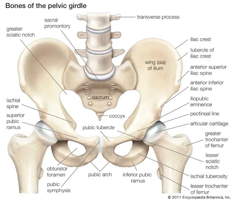 The Human Pelvis: Structure, Function, and Clinical Relevance