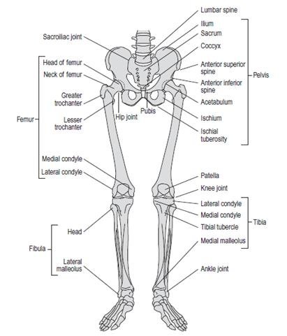 The Bones of the Lower Limb: Structure, Function, and Clinical Relevance