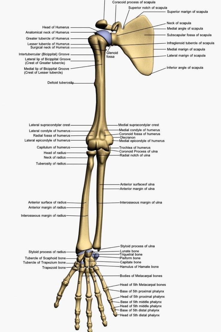 The Bones of the Upper Limb: Structure, Function, and Clinical Relevance