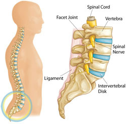 The Vertebrae of the Human Spine: Structure, Function, and Clinical Relevance