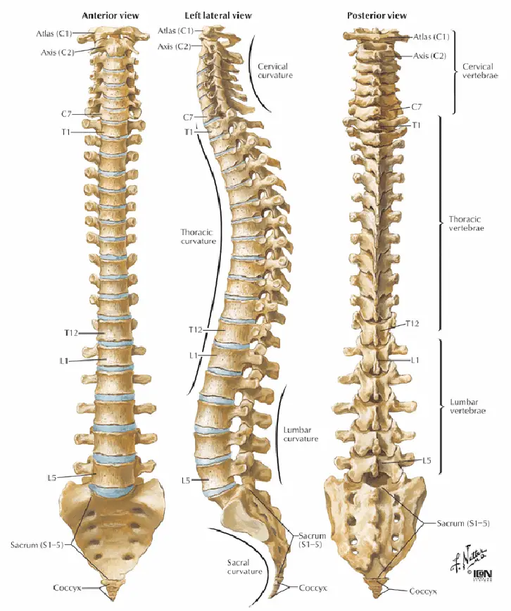 The Human Spine: Structure, Function, and Clinical Relevance