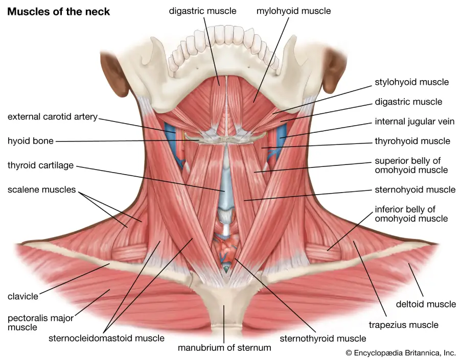 The Neck Muscles: Structure, Function, and Clinical Relevance
