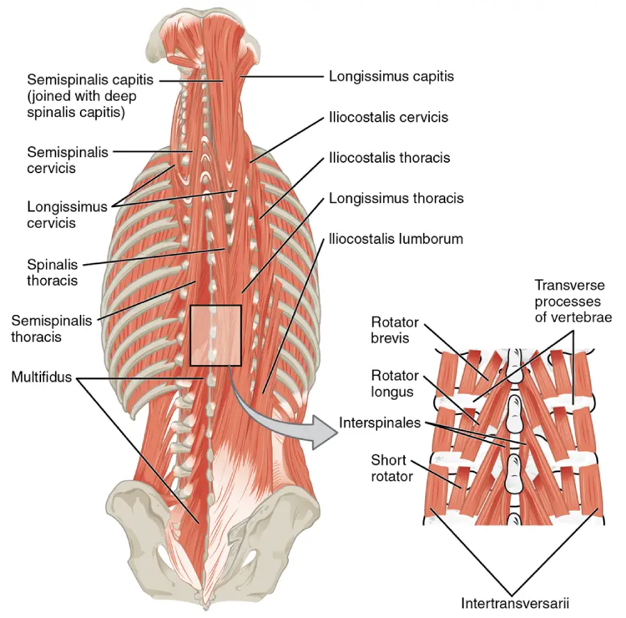 The Muscles of the Spine: Structure, Function, and Clinical Relevance