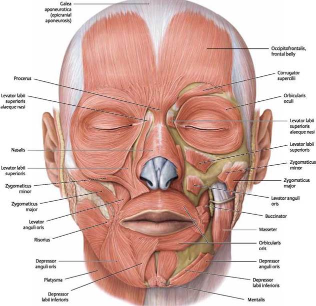 The Muscles of the Head and Face: Structure, Function, and Clinical Relevance