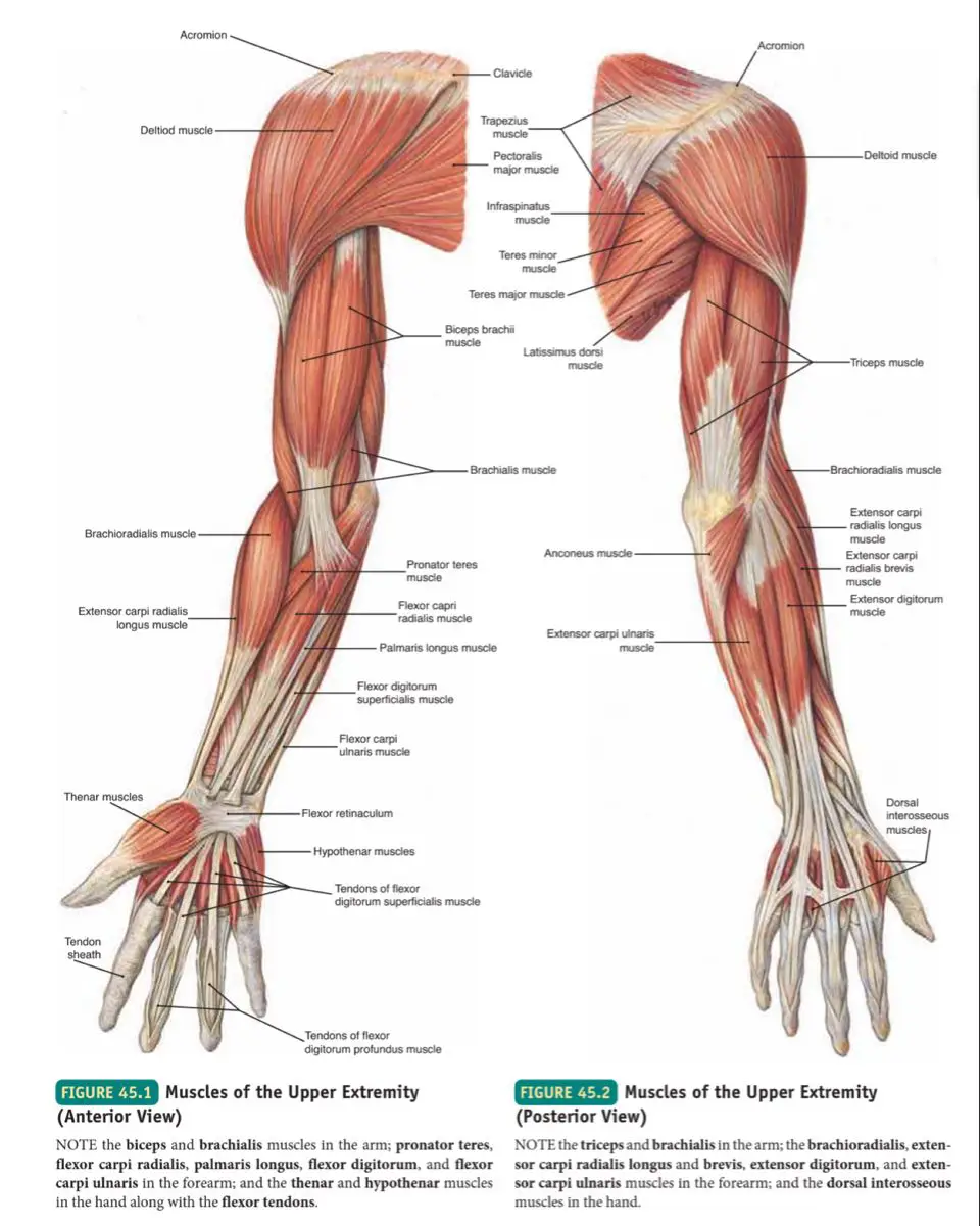 The Muscles of the Upper Extremity: Structure, Function, and Clinical Relevance