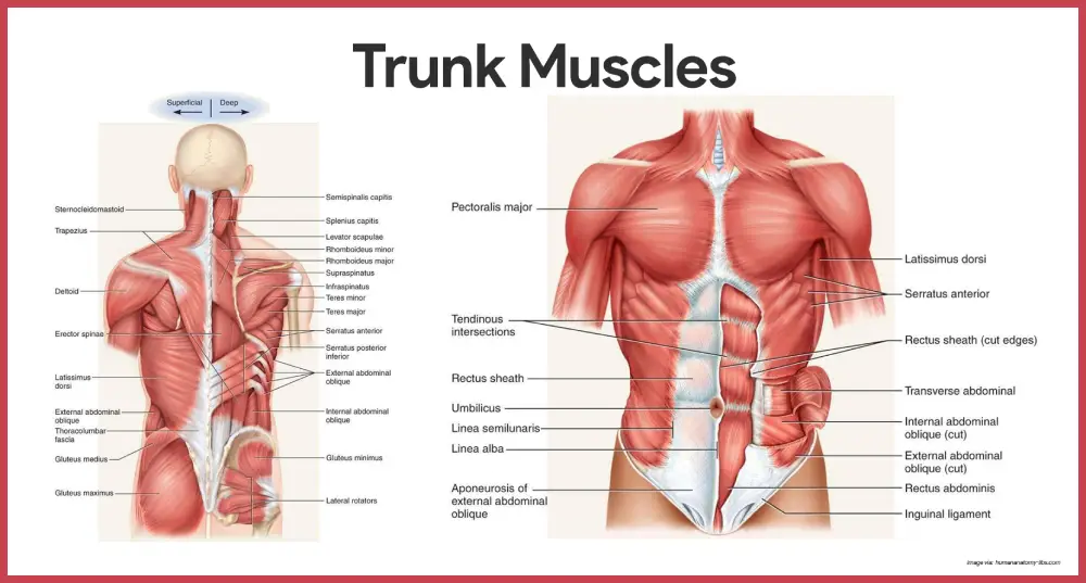 The Muscles of the Trunk: Structure, Function, and Clinical Relevance