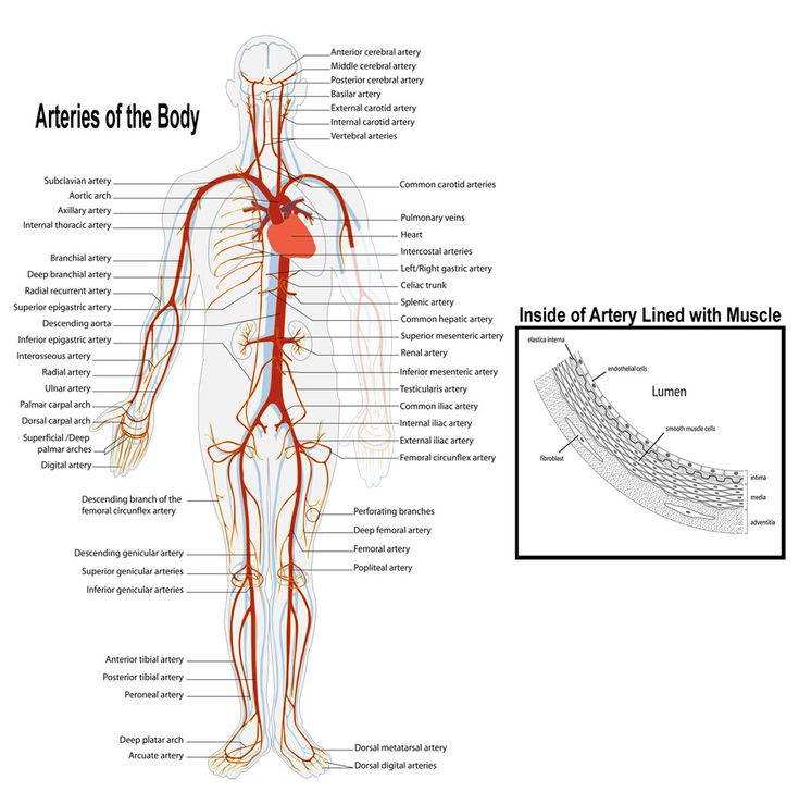 The Arteries of the Body: Structure, Function, and Clinical Relevance