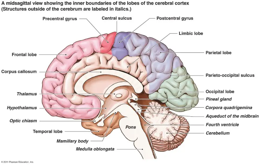 The Brain: Structure, Function, and Clinical Relevance