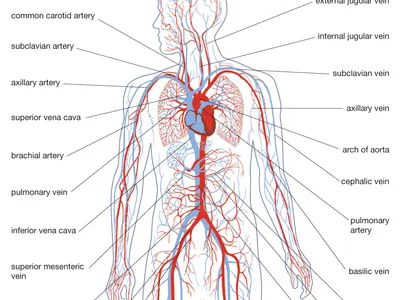 The Circulatory System: Structure, Function, and Clinical Relevance