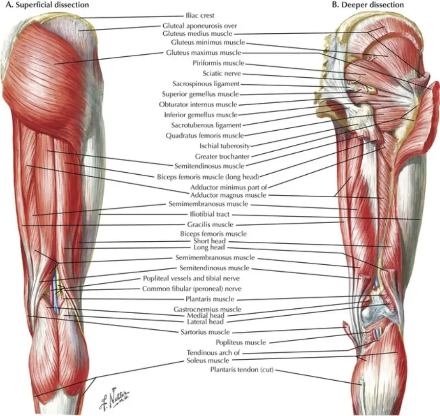 The Muscles of the Lower Extremity: Structure, Function, and Clinical Relevance