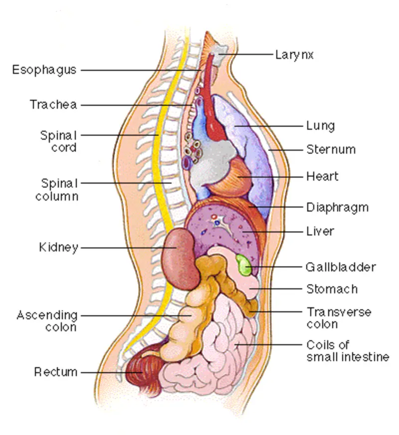 The Organs of the Chest and Abdomen: Structure, Function, and Clinical Relevance