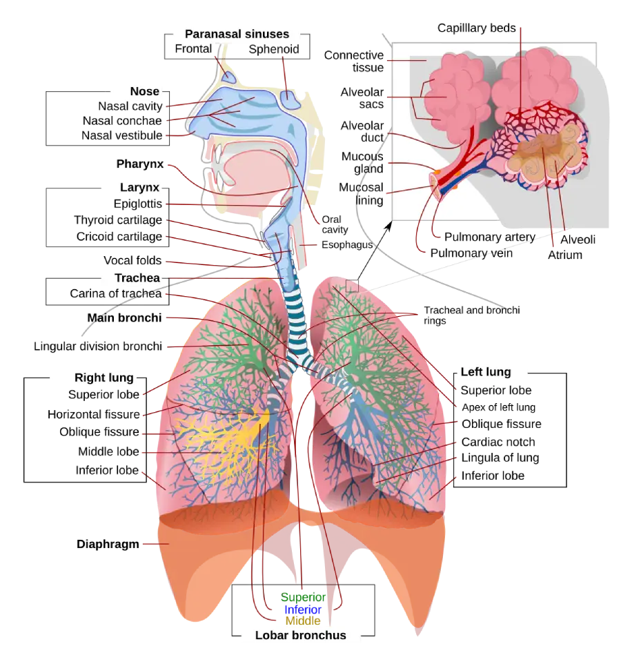 The Respiratory System: Structure, Function, and Clinical Relevance