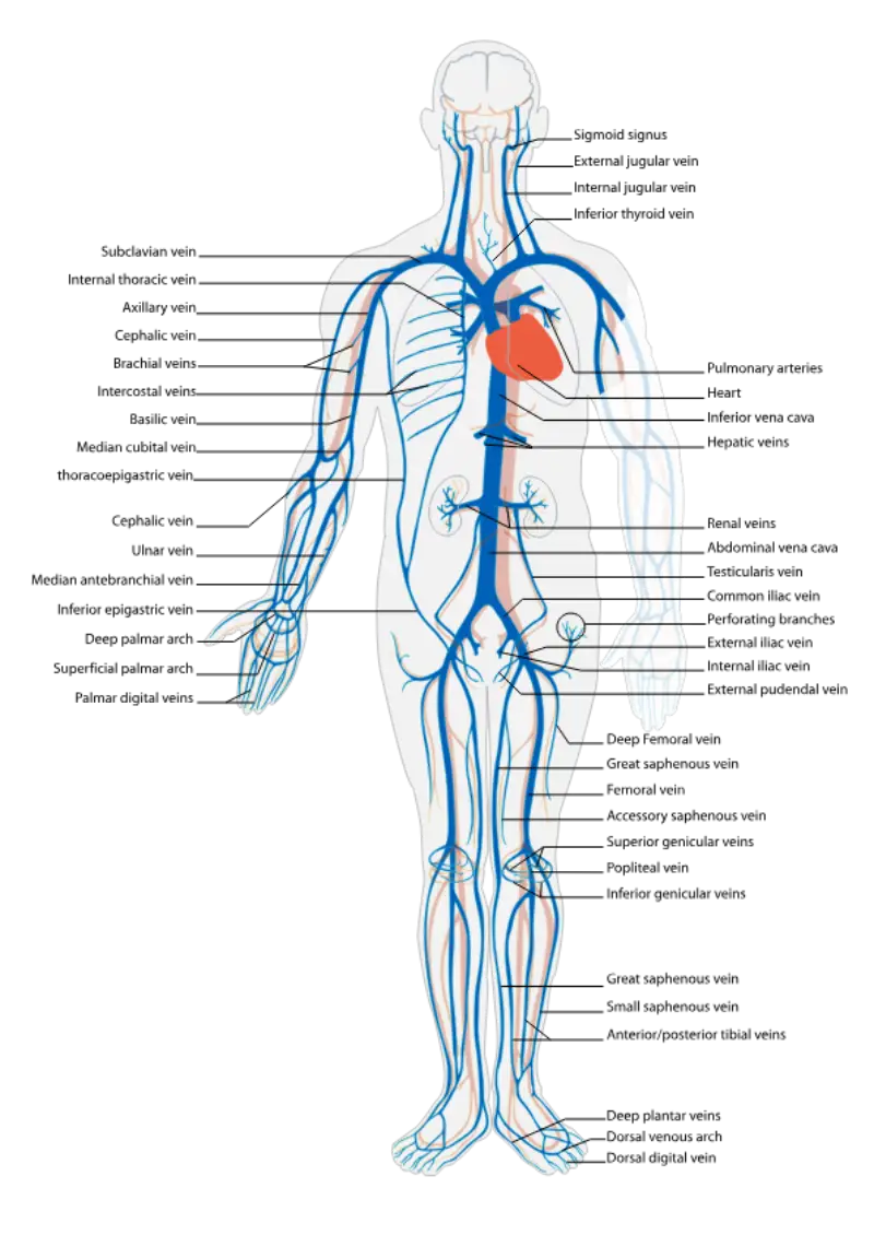 The Veins of the Body: Structure, Function, and Clinical Relevance