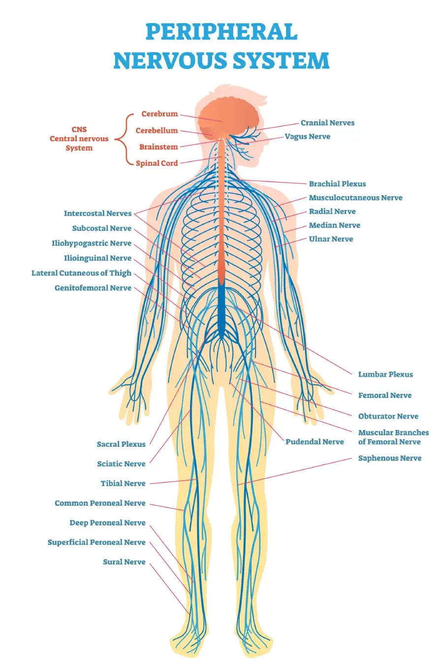 The Peripheral Nervous System: Structure, Function, and Clinical Relevance