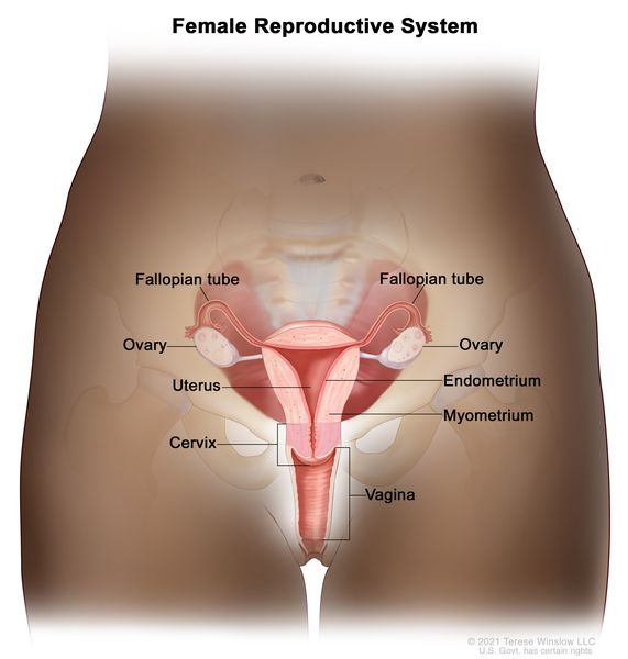 Female Genital Organs: Structure, Function, and Clinical Relevance