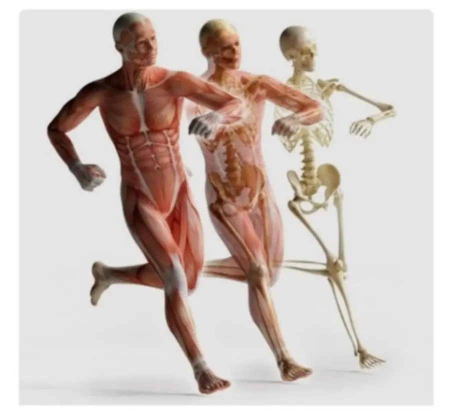 Review of Physics Principles Applied to Kinesiology