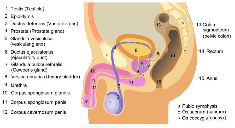 Male Genital Organs: Structure, Function, and Clinical Relevance