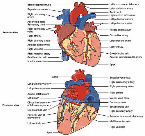 The Heart: Structure, Function, and Clinical Relevance