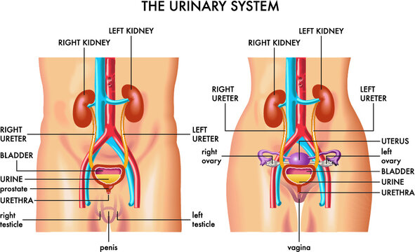 The Urinary System: Structure, Function, and Clinical Relevance