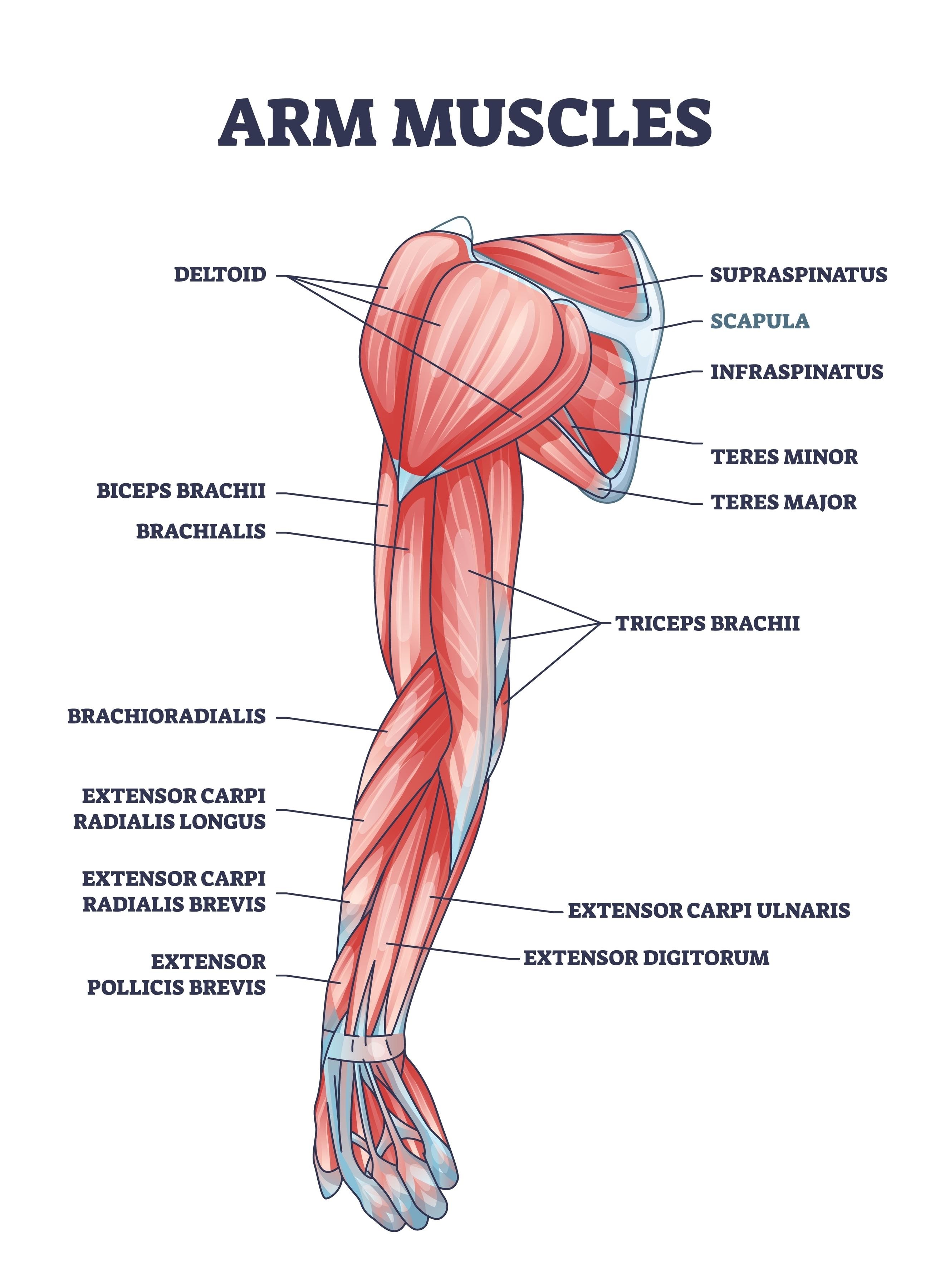 Anatomical diagram of the arm muscles showing the biceps brachii, triceps brachii, brachialis, and coracobrachialis with detailed muscle structure and attachment points